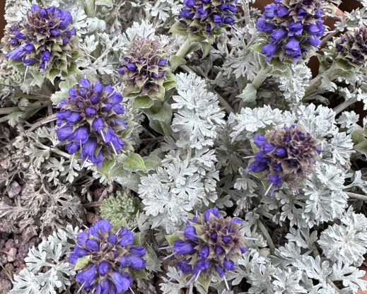 Veronica dissecta subsp. lanuginosa Veronica dissecta subsp. lanuginosa