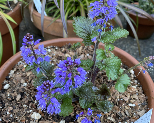 Veronica schizantha Veronica schizantha