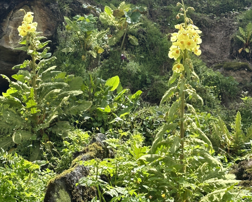 Meconopsis paniculata