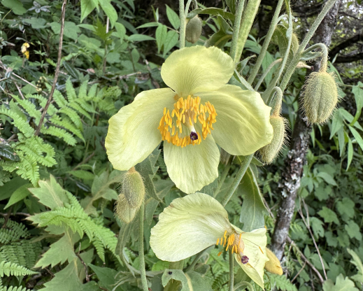 Meconopsis paniculata