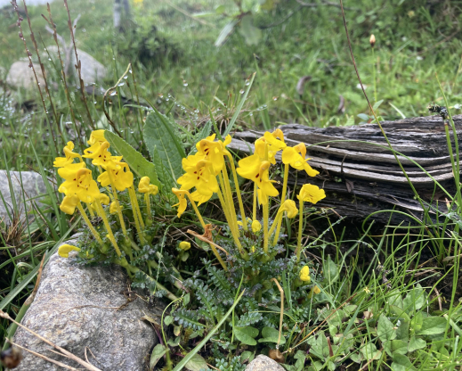 Pedicularis longiflora                  