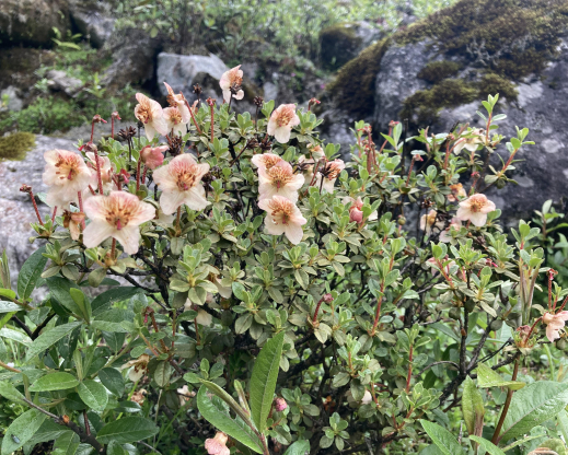 Rhododendron lepidotum       