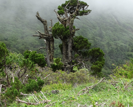 View of the Yathang Valley