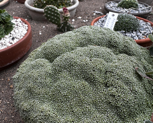 Arenaria alfacarensis