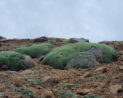 Massive specimens of Azorella madreporica 