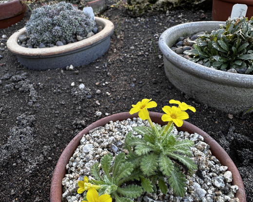 Dionysia teucrioides 