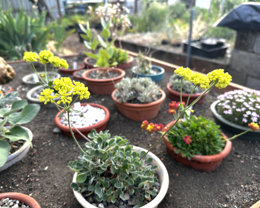 Various eriogonums in the alpine frame 