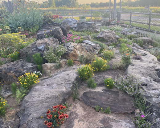 View of the rock garden View of the rock garden