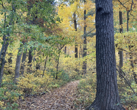Fall in the woodlands around the dunes
