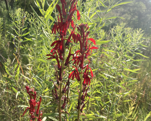 Lobelia cardinalis    