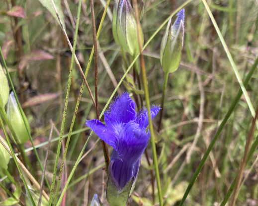 Gentianopsis crinita