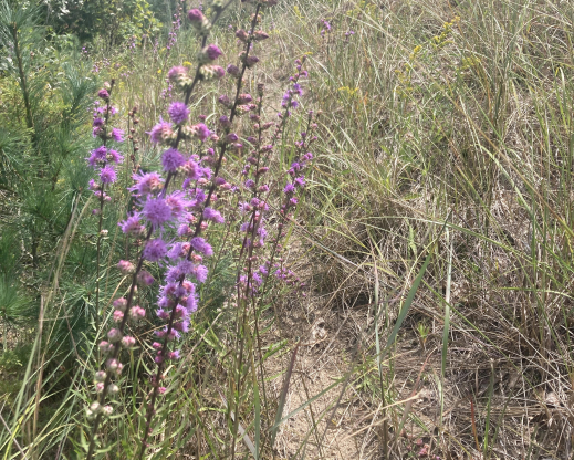 Liatris aspera