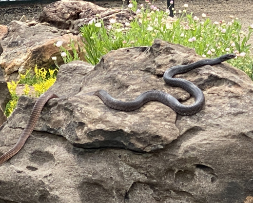 Sunbathing snake Sunbathing snake