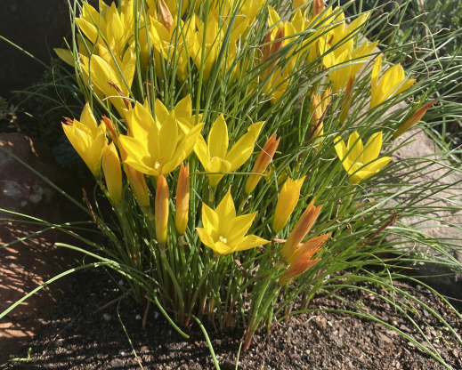 Habranthus sp. Habranthus sp.