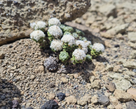 Whole  plant of Nassauvia lagascae 