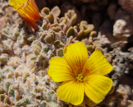 Close-up of Oxalis compacta