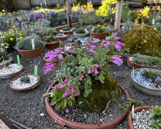 Penstemon rupicola growing on pumice in alpine frame.