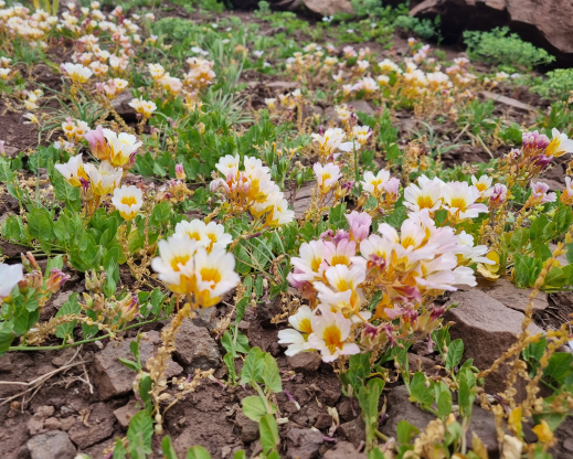 Tropaeolum sessilifolium