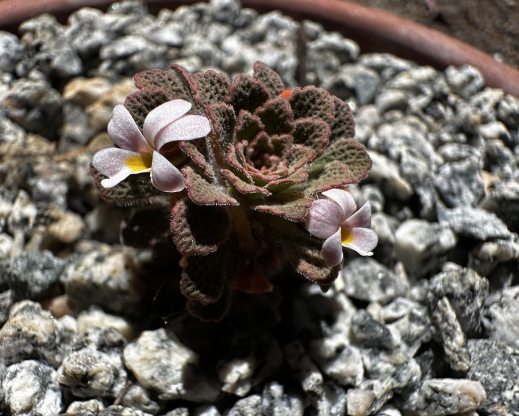 Viola philippi 