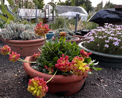 Eriogonum umbellatum var. porteri