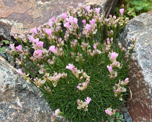 Acantholimon ulicinum      