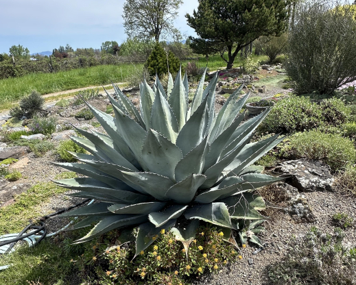 Agave havardii or A. ovatifolia