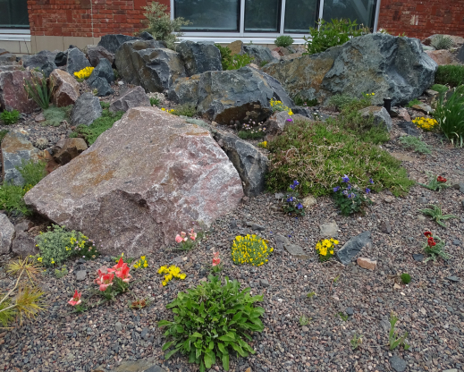 The Crevice Garden in May 2020