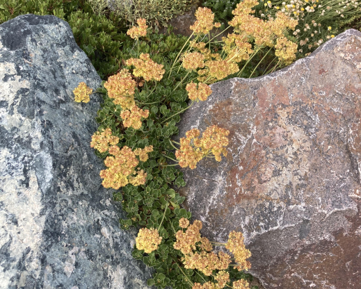 Summer bloom on Eriogonum umbellatum var. aureum ‘Kannah Creek'