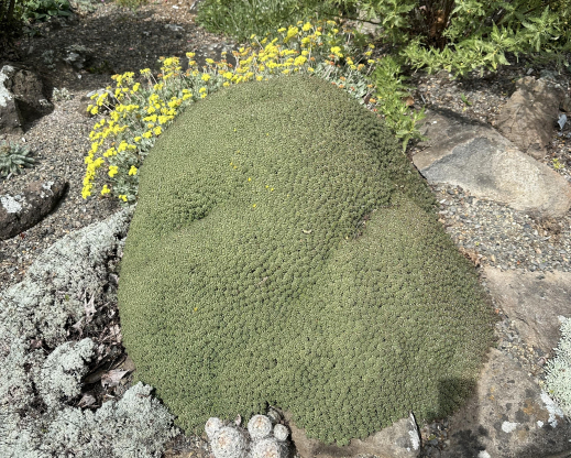 Euphorbia clavarioides v. truncata in Kathy’s garden (photo by Panayoti Kelaidis) 