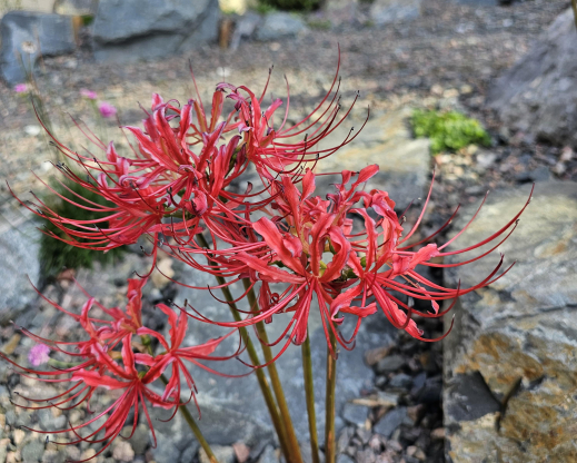 Lycoris radiata Lycoris radiata