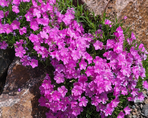 Phlox nana Phlox nana