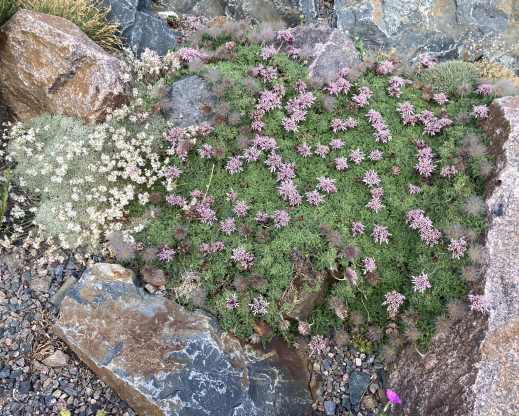 Pterocephalus depressus          