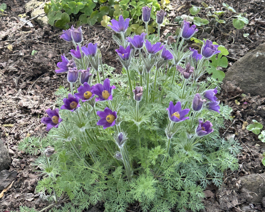 Pulsatilla sp. 
