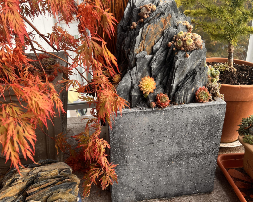 Sempervivum and Japanese maple in fall