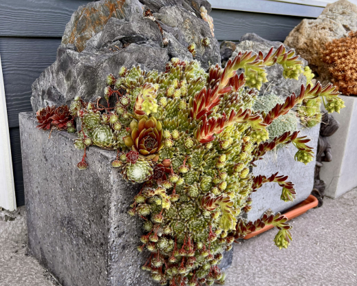 Dense plantings of sempervivum  quickly create a mature look.