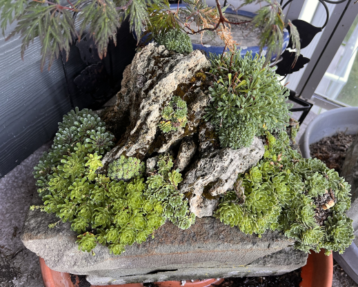 A diverse collection of saxifrages.