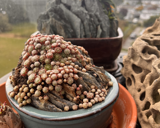 Dense plantings of sempervivum  quickly create a mature look.