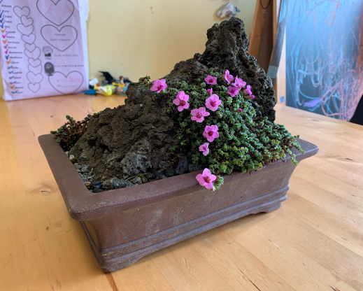 Saxifraga  oppositifolia