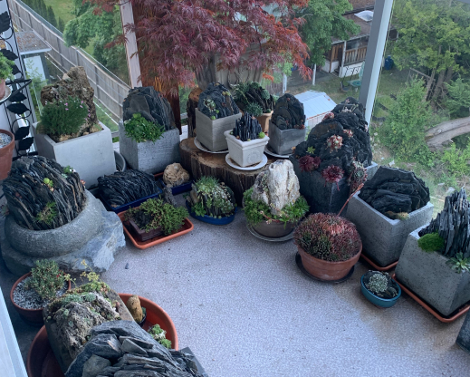 Taller pots and a Japanse maple provide shade for heat-sensitive plantings.