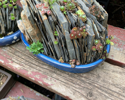 Dramatic crevices in a shallow bonsai container.