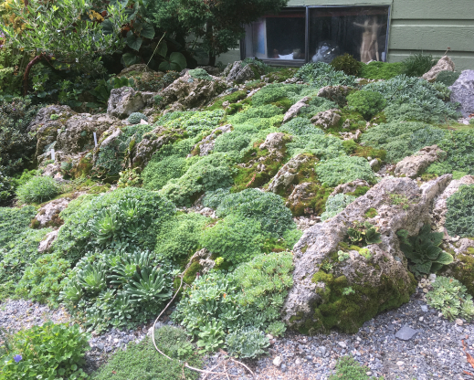 A postage-stamp sized garden, packed with plants.