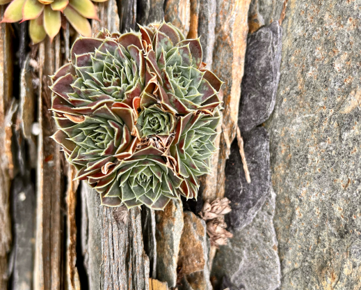 A top dressing of slate shards looks natural and secures plants in place.