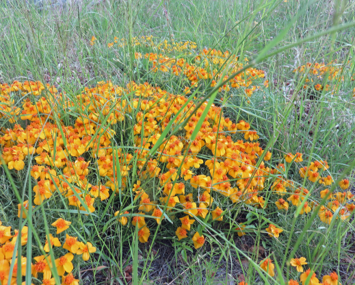 Zinnia grandiflora Zinnia grandiflora