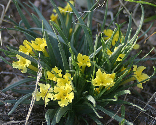 Lithospermum incisum Lithospermum incisum