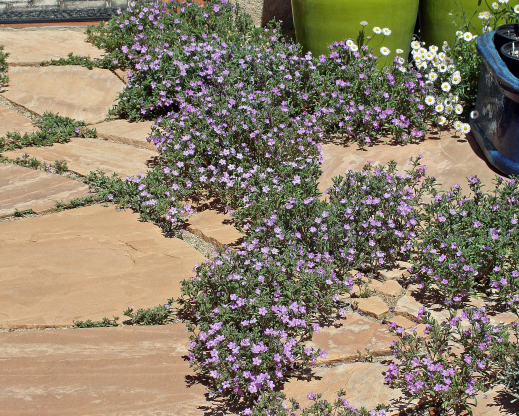 Nama hispidum seeded in a flagstone walkway Nama hispidum seeded in a flagstone walkway