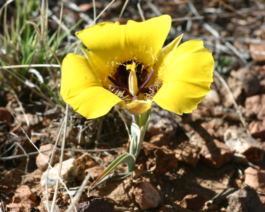 Yellow form of Calochortus kennedyi 