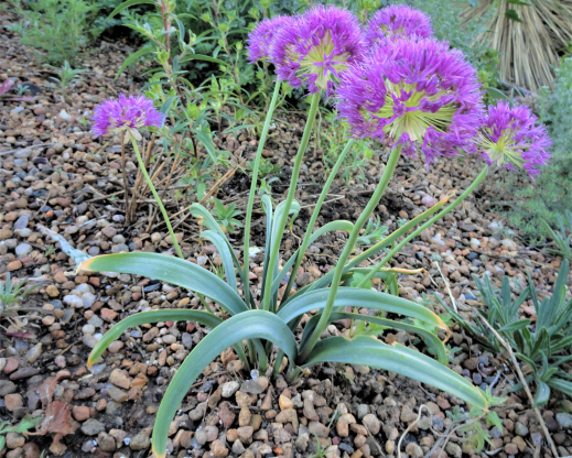 Allium douglasii 
