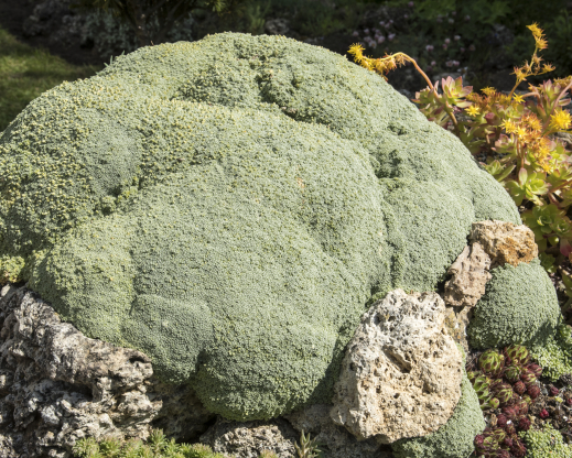 Arenaria tetraquetra
