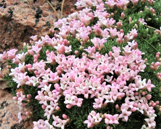 Asperula daphneola