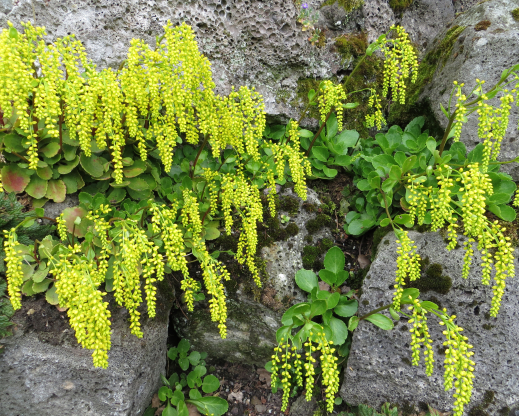 Chaistophyllum oppositifolium growing in patial shade on slag